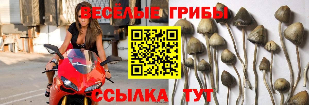 Псилоцибиновые грибы прущие грибы Азов